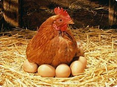 تصویر دان مرغ بومی 