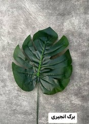 تصویر برگ انجیری 