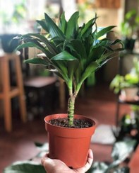 تصویر فروش دراسنا کامپکت برای تزئین لابی هتل 