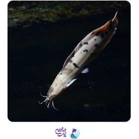 تصویر ماهی کت آفریقایی سایز 12 تا 13 سانتی متر 