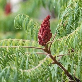 تصویر بذر سماق زینتی 10 عددی 