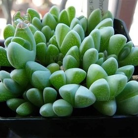 تصویر بذر ساکولنت صد کله 5 عددی 