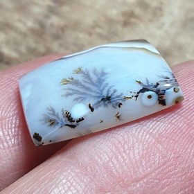 تصویر شجر قائن 