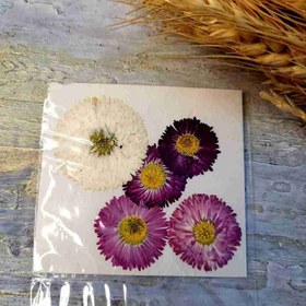 تصویر گل خشک مینا چمنی 