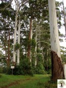 تصویر نهال اکالیپتوس 