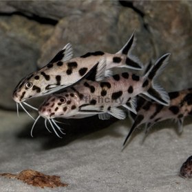 تصویر کت پتروکولا 