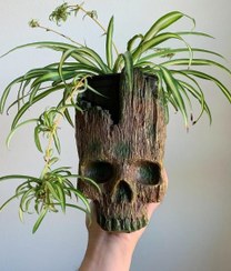 تصویر خرید گیاه گندمی برای فضای سبز داخل منزل 