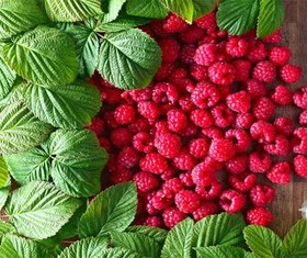 تصویر نهال رزبری قرمز Raspberry plant