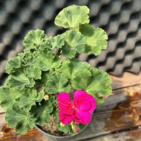 تصویر شمعدانی Pelargonium