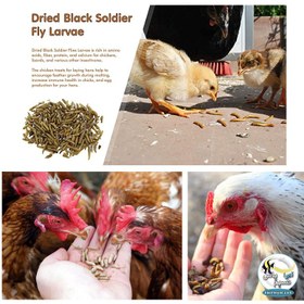 تصویر غذای لارو مگس سرباز BSFL ام اف آکوا MF aqua Soldier fly larvae 500ml
