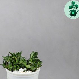 تصویر گاستریا 