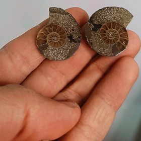 تصویر فسیل آمونیت طبیعی 