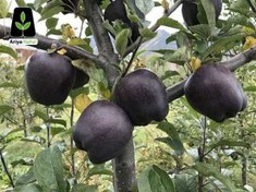 تصویر نهال سیب سیاه میراکل 