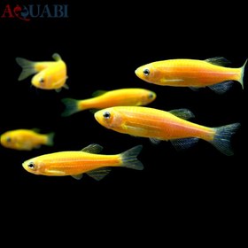 تصویر ماهی زبرا دانیو زرد 2 تا 3 سانتی 