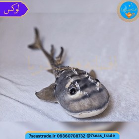 تصویر دکوری کلکسیونی ماهی کوسه قاشقی تاکسیدرمی طبیعی ۴۱ سانتی 