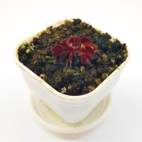 تصویر گیاه حشره خوار ونوس نژاد رد شارک (سایز۱)همراه با کرم خشک رایگان 