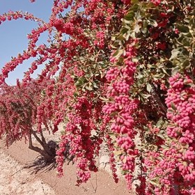 تصویر زرشک دونه اناری 