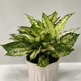 تصویر گلدان آکلونما 