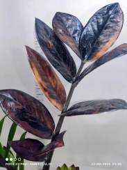 تصویر زامیفولیا شرابی (Raven ZZ Plant) 