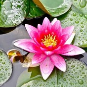 تصویر بذر نیلوفر آبی(واتر لوتوس) بسته 5 عددی 