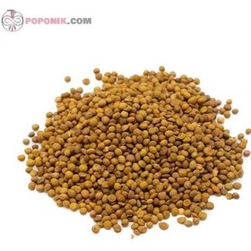 تصویر عدس برشته 