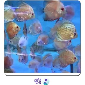 تصویر ماهی دیسکس 5 اینچ (مختلط) 