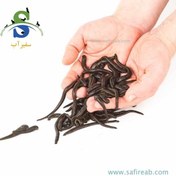 تصویر فروش زالو عمده و خرده (درمانی، متوسط، آرایشی) 