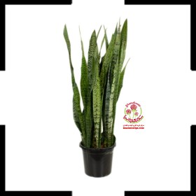 تصویر سانسوریا شمشیری سبز Sansevieria trifasciata Laurentii