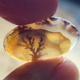 تصویر شجر تک درخت قائن. 