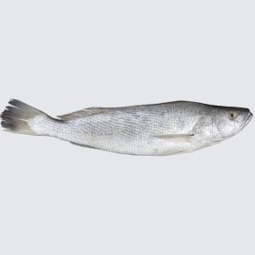 تصویر ماهی شوریده 