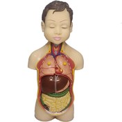 تصویر مولاژ عروسکی انسان هشت تیکه (اناتومی بدن) 