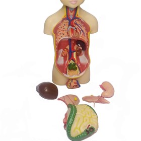 تصویر مولاژ عروسکی انسان هشت تیکه (اناتومی بدن) 