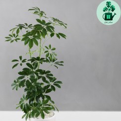 تصویر شفلرا سبز 