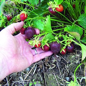 تصویر بذر توت فرنگی قرمز تیره - Purple Wonder Strawberry 