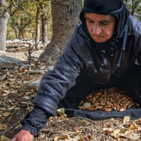 تصویر میوه بلوط طبیعی بلوط تزیینی بلوط دکوری بلوط کلاه دار اویز بلوط فندوق دکوری سلماگالری بلوط خوراکی دکور پاییزی مجسمه بلوط 