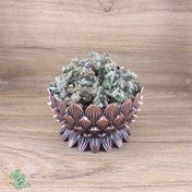 تصویر افنان سر(فراسیون سفید) سید عطار 