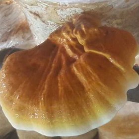 تصویر قارچ گانودرما لوسیدم پرورشی بسته یک کیلو گرمی ganoderma lucidum