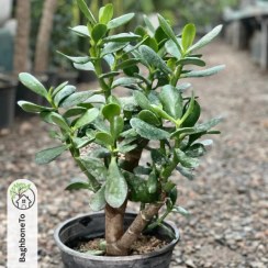 تصویر بونسای یشم 