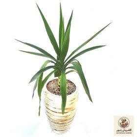 تصویر گیاه یوکا مدل SH131W2 | کد: ZNB-4UH 
