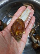 تصویر حلزون جید آچاتینا - سوپرمولد / درجه 1 Achatina jade