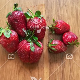 تصویر بذر توت فرنگی فوق درشت - Giant Strawberrie 