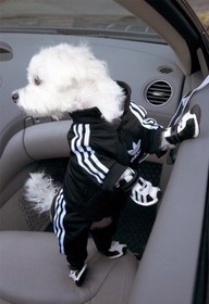 تصویر لباس سگ و گربه آدیداس 