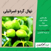 تصویر نهال گردو اسرائیلی چندساله(پس کرایه) 