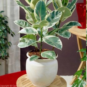 تصویر نهال فیکوس ابلق Ficus ablactus seedlings