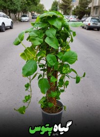 تصویر پتوس طلایی 