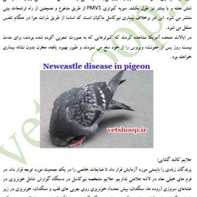 تصویر فایل آموزشی بیماریهای کبوتر 