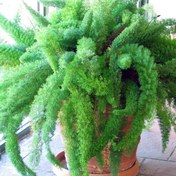 تصویر بذر نخل اسپاراگوس دم روباهی - Asparagus Fern 