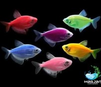 تصویر ماهی کالرویدوو 2 تا 3 سانتی متر (رنگ مختلف پک 10 تایی) 