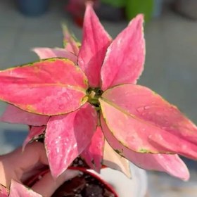 تصویر آگلونما پینک کاترین عروسکه زیبا Aglaonema Pink Katrina هزینه ارسال بصورت پس کرایه و بعهده مشتری می باشد 