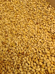 تصویر دانه سویا یک کیلویی 